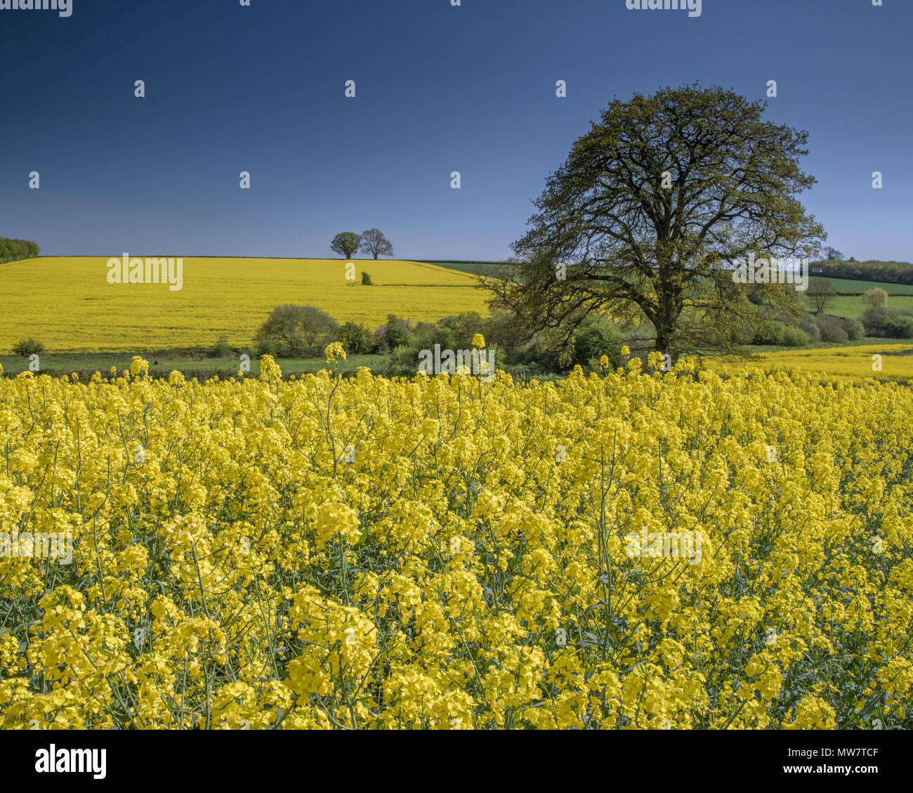 Field of Oil seed rape crop in Northamptonshire UK Stock Photo