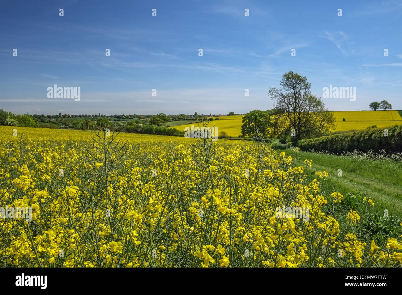 Field of Oil seed rape crop in Northamptonshire UK Stock Photo