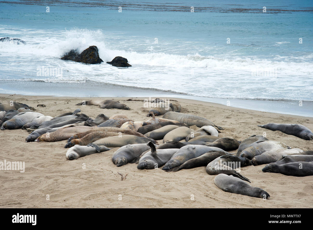 Basking on the beach elephant Seals, Monterey Bay National Marine Sanctuary, San Simeon, California Stock Photo