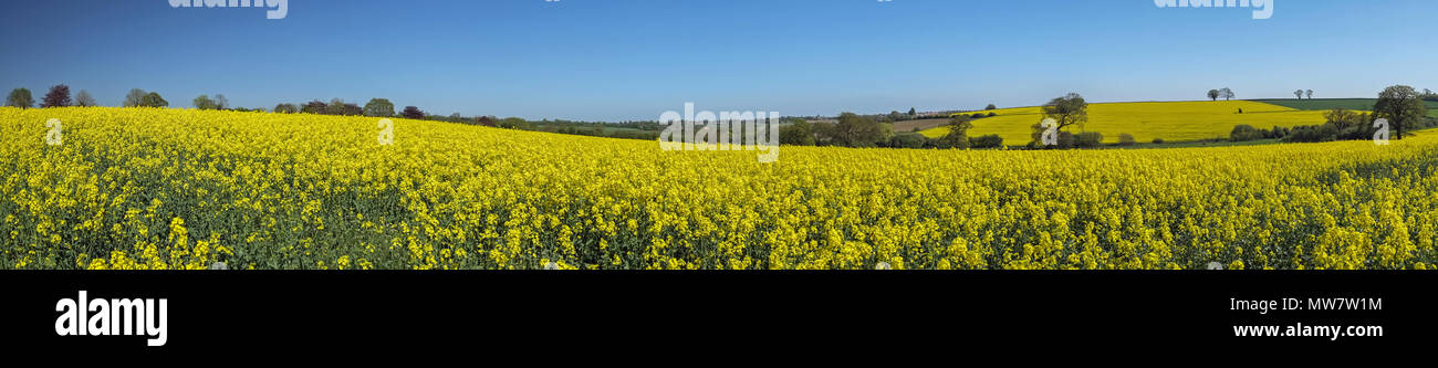 Panoramic view of Field of Oil seed rape crop in Northamptonshire UK Stock Photo
