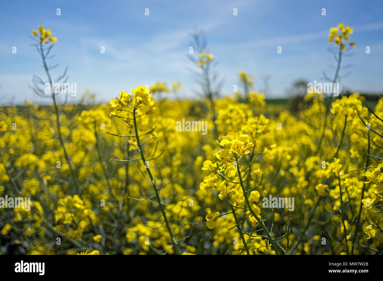Shallow depth of field of oil seed rape crop Stock Photo
