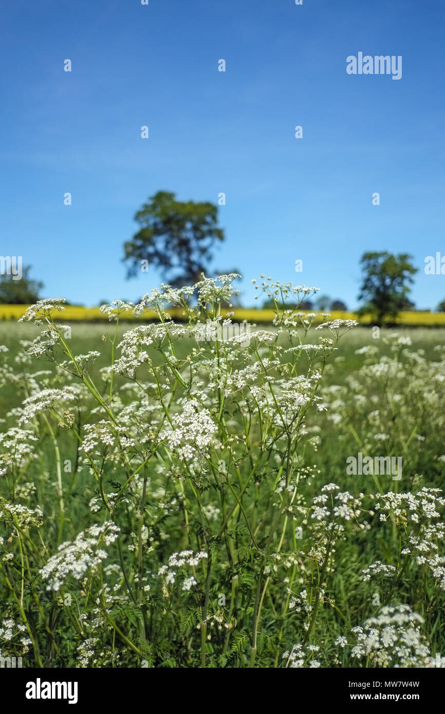 Wild cow parsley flowering plant Stock Photo