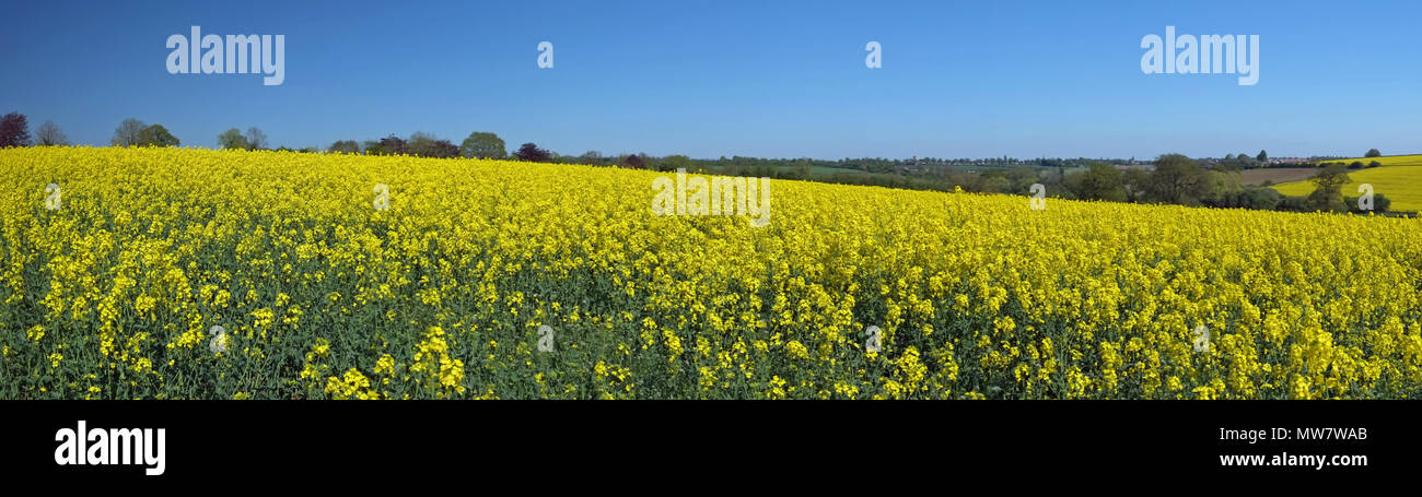 Panoramic view of Field of Oil seed rape crop in Northamptonshire UK Stock Photo