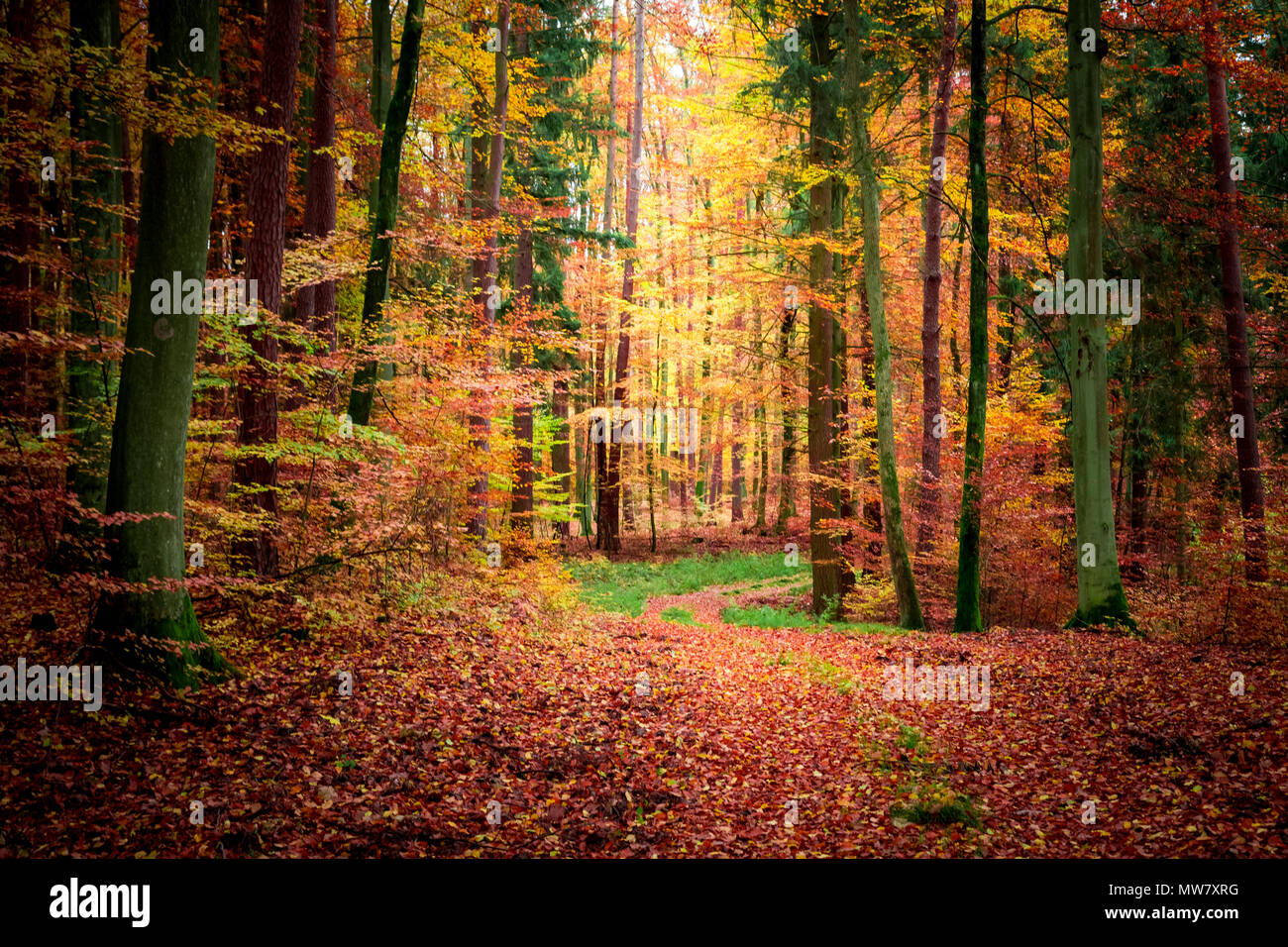 Stunning dark forest in the fall, Poland Stock Photo