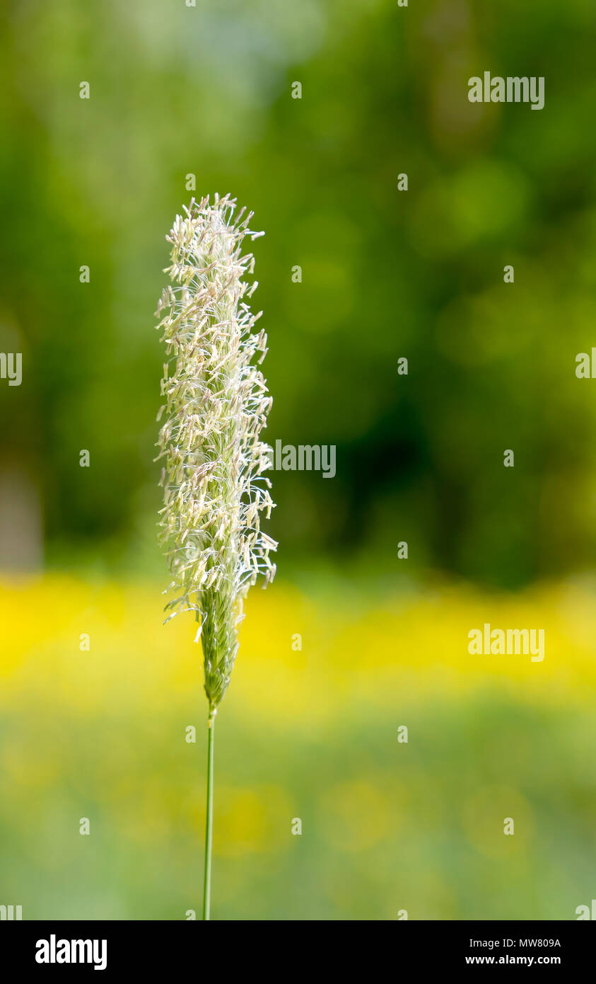 Close up grass flowerhead in full bloom Stock Photo