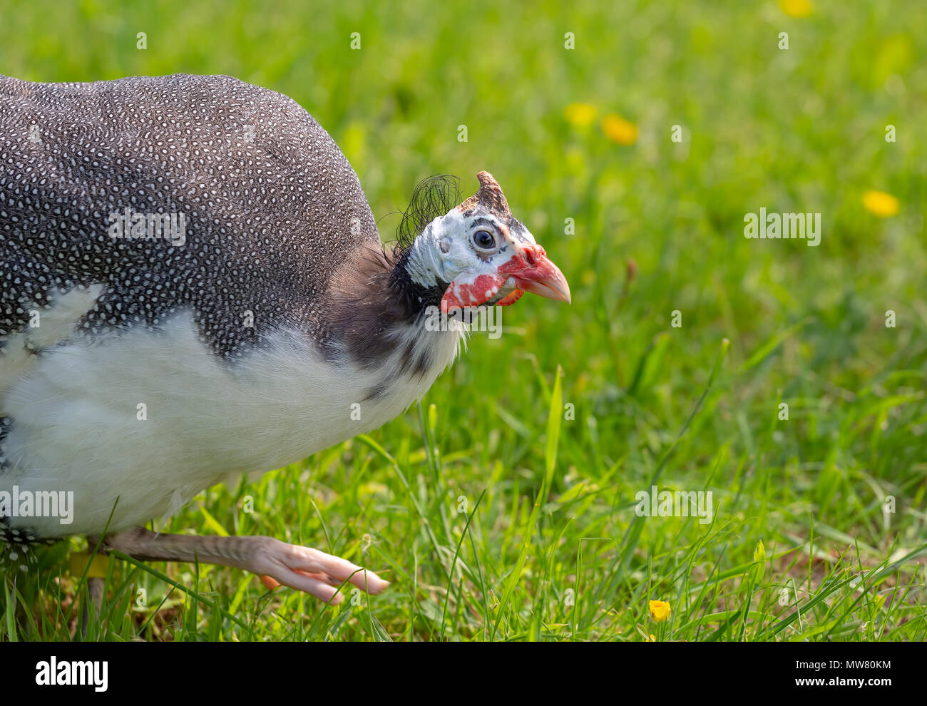 Guinea fowl strutting around on grass Stock Photo