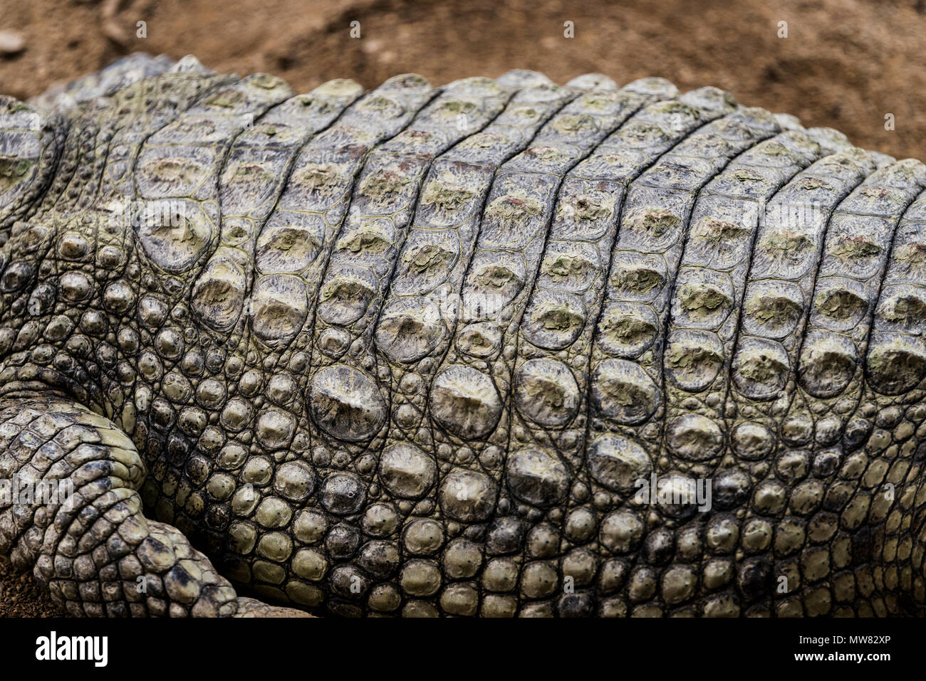 3,850 Crocodile Skin Close Up Stock Photos - Free & Royalty-Free