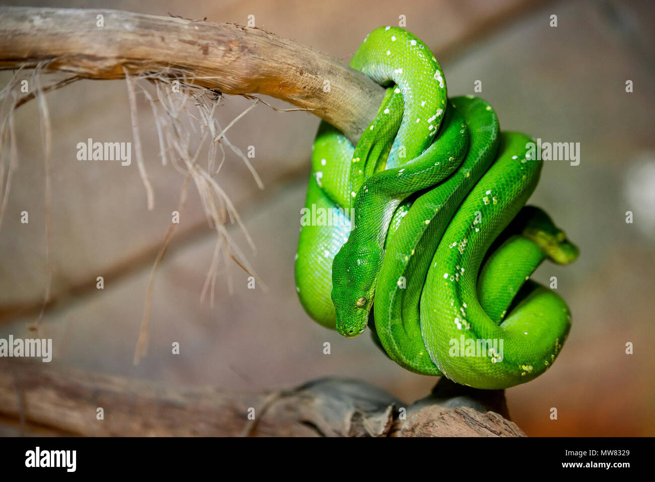 Two green snakes on a branch and entwinded to each other. Stock Photo
