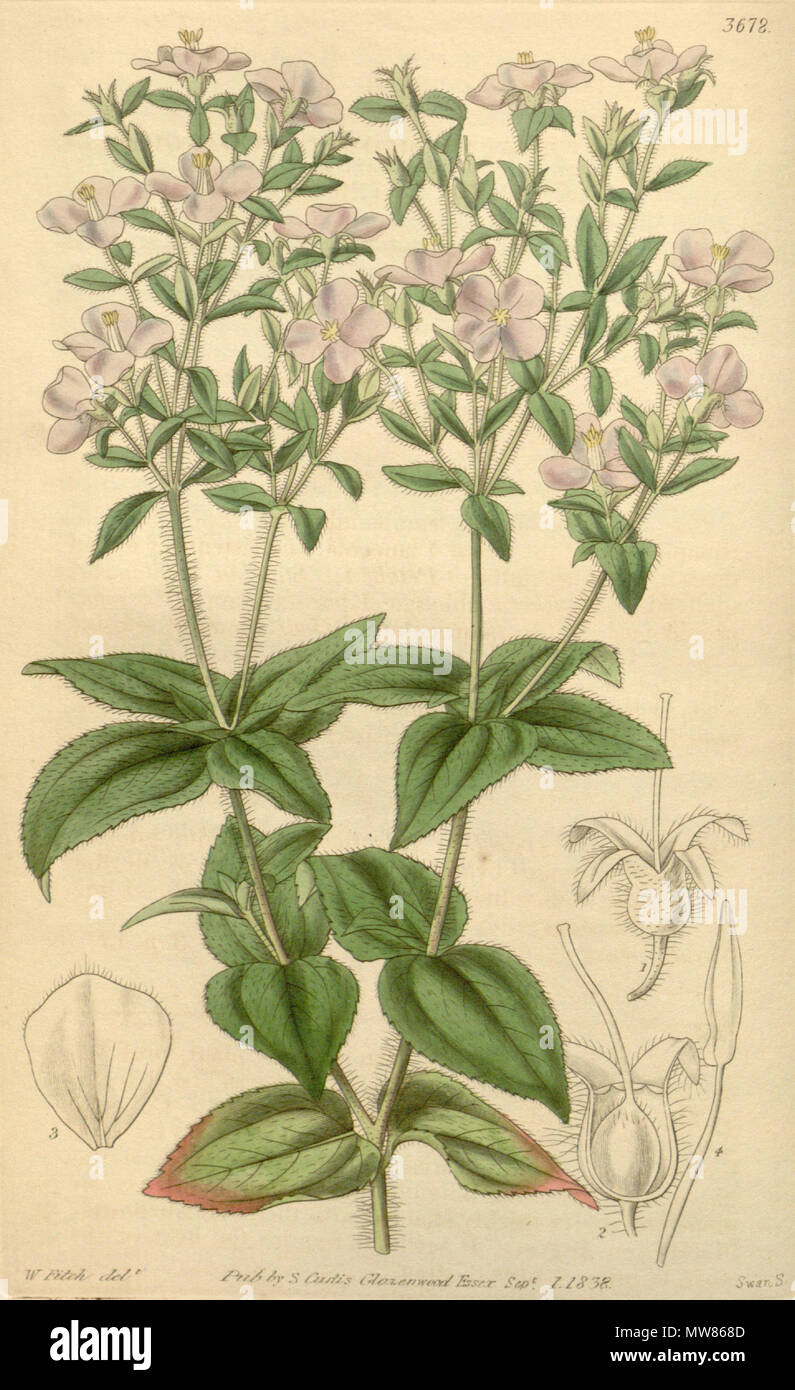 . Arthrostemma versicolor (=Tibouchina versicolor), Melastomataceae . 1838. W. Fitch del., Swan Sc. 58 Arthrostemma versicolor 65-3678 Stock Photo