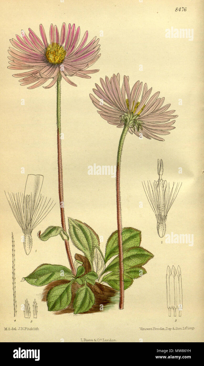 . Aster purdomii (= Aster flaccidus), Asteraceae . 1913. M.S. del, J.N.Fitch, lith. 60 Aster purdomii 139-8476 Stock Photo
