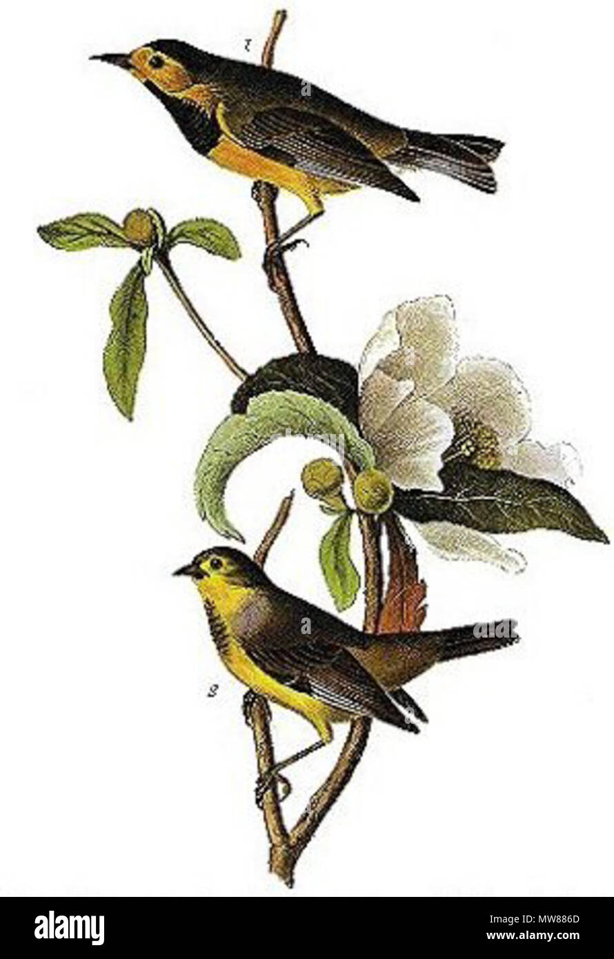 . English: Lithograph from Audubon's Birds of America . between 1927 and 1938.   John James Audubon  (1785–1851)       Alternative names Birth name: Jean-Jacques-Fougère Audubon  Description American ornithologist, naturalist, hunter and painter  Date of birth/death 26 April 1785 27 January 1851  Location of birth/death Les Cayes (Haiti) New York City  Work location Louisville, New Orleans, New York City, Florida  Authority control  : Q182882 VIAF: 14765625 ISNI: 0000 0001 1040 5229 ULAN: 500016578 LCCN: n79018677 NLA: 35010139 WorldCat 67 Bachman Swamp Warbler Stock Photo