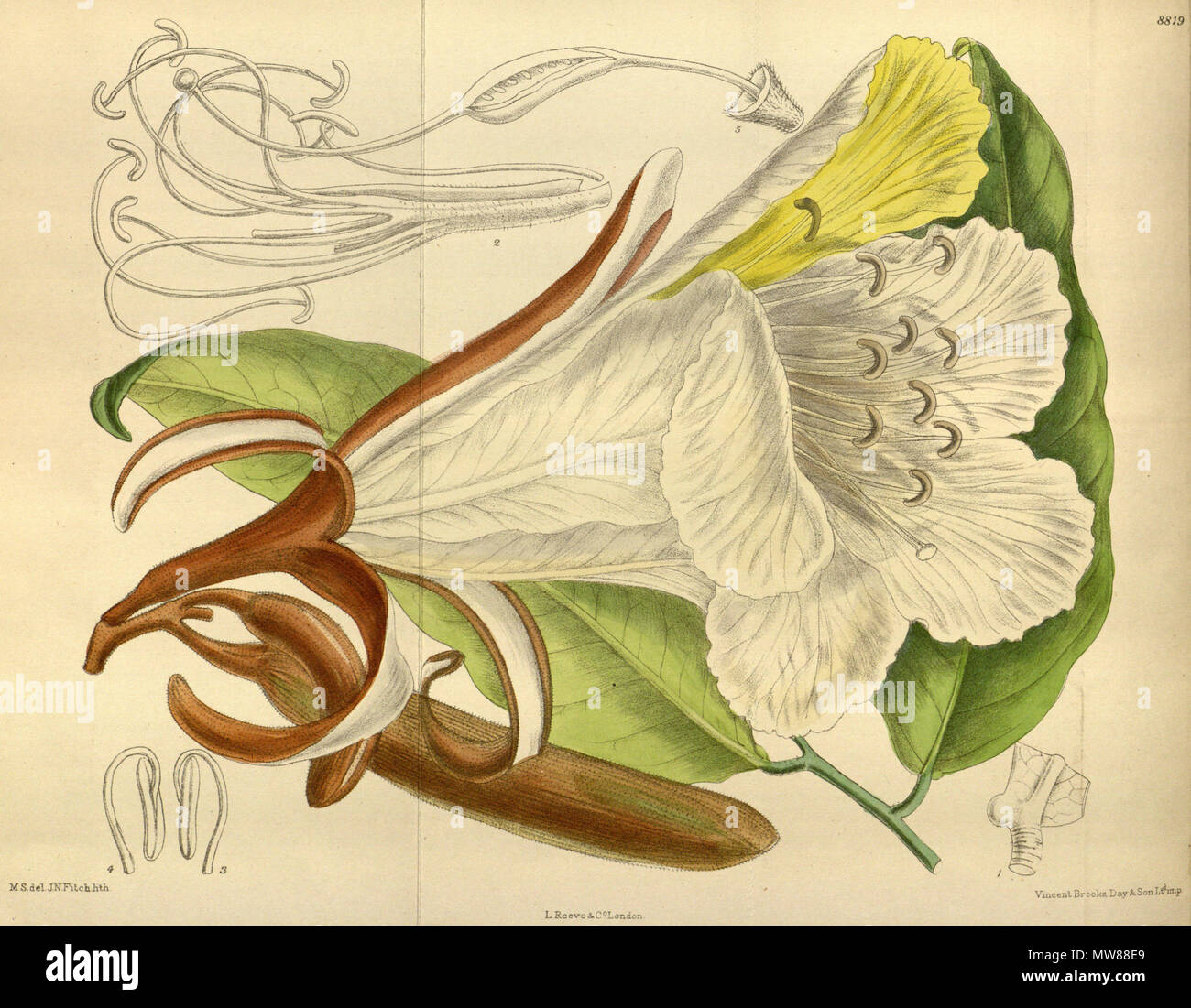 . Baikiaea insignis, Fabaceae, Caesalpinioideae . 1919. M.S. del., J.N.Fitch lith. 68 Baikiaea insignis 145-8819 Stock Photo