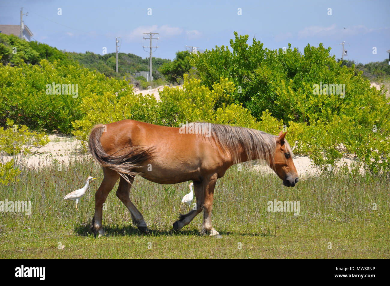 The Wild Horses of the Outer Banks of North Carolina Stock Photo Alamy