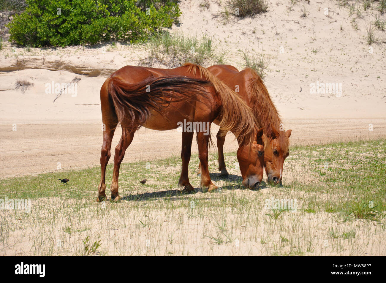 The Wild Horses of the Outer Banks of North Carolina Stock Photo Alamy