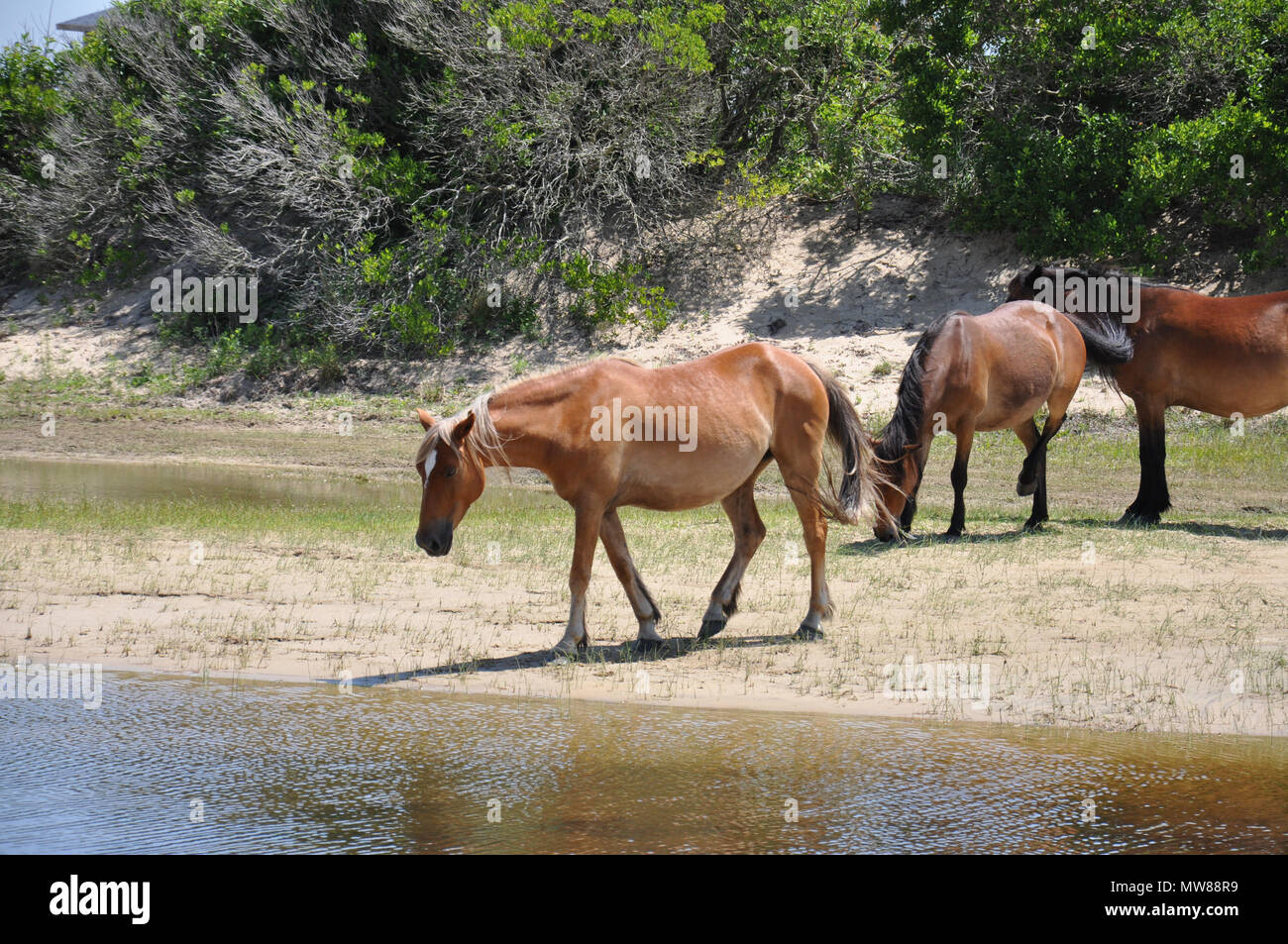 The Wild Horses of the Outer Banks of North Carolina Stock Photo Alamy