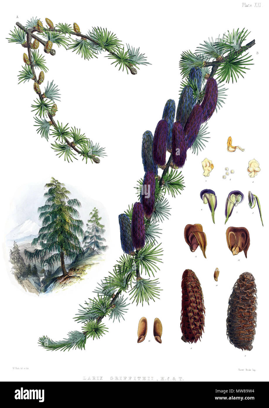 . Larix griffithii. Original caption: 'Plate XXI. A. Male branch. B. Female branch. Fig. 1, 2, 3. Anthers. 4. Pollen. 5. Young cone. 6, 7, 8. Scales and bracts. 9. Ripe cone. 10, 11. Its scales and bracts. 12. Ripe seeds. 13. The same :—all (but 5, 9, and 12) more or less magnified. Published 1855. Cathcart, John Fergusson (1802 - 1851) 359 Larix griffithii Stock Photo