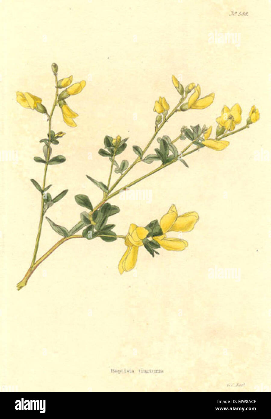 . Coloured engraving of Baptisia tinctoria wild indigo, a legume. 1822. engraving by George Cooke from drawings by George Loddiges, William Loddiges and others. 71 Baptisia-tinctoria-Conrad-Loddiges-1822 Stock Photo