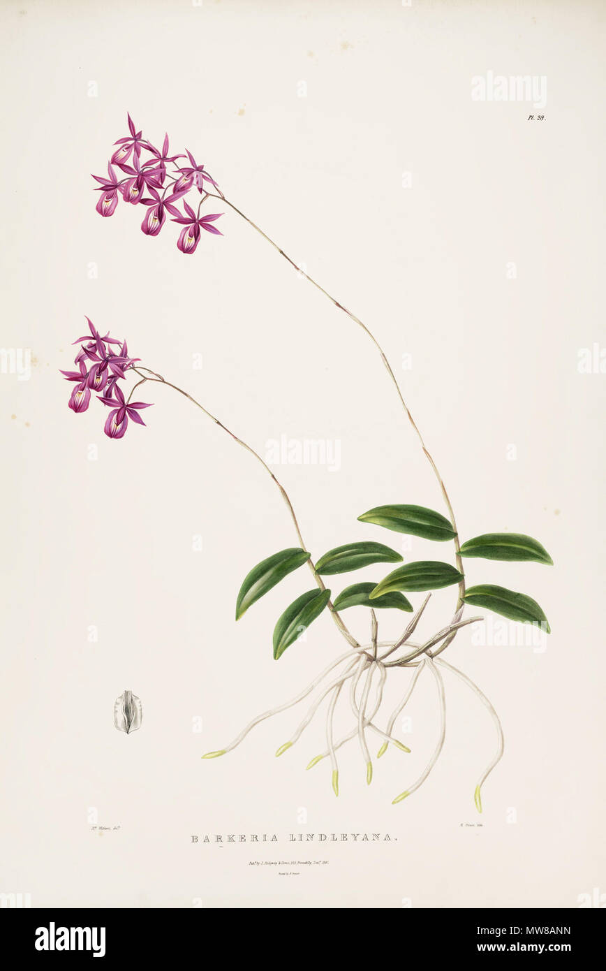 . Illustration of Barkeria lindleyana . between 1837 and 1843. Augusta Innes Withers (del.) - M. Gauci (lith.) 72 Barkeria lindleyana-Bateman Orch. Mex. Guat. pl. 28 (1843) Stock Photo