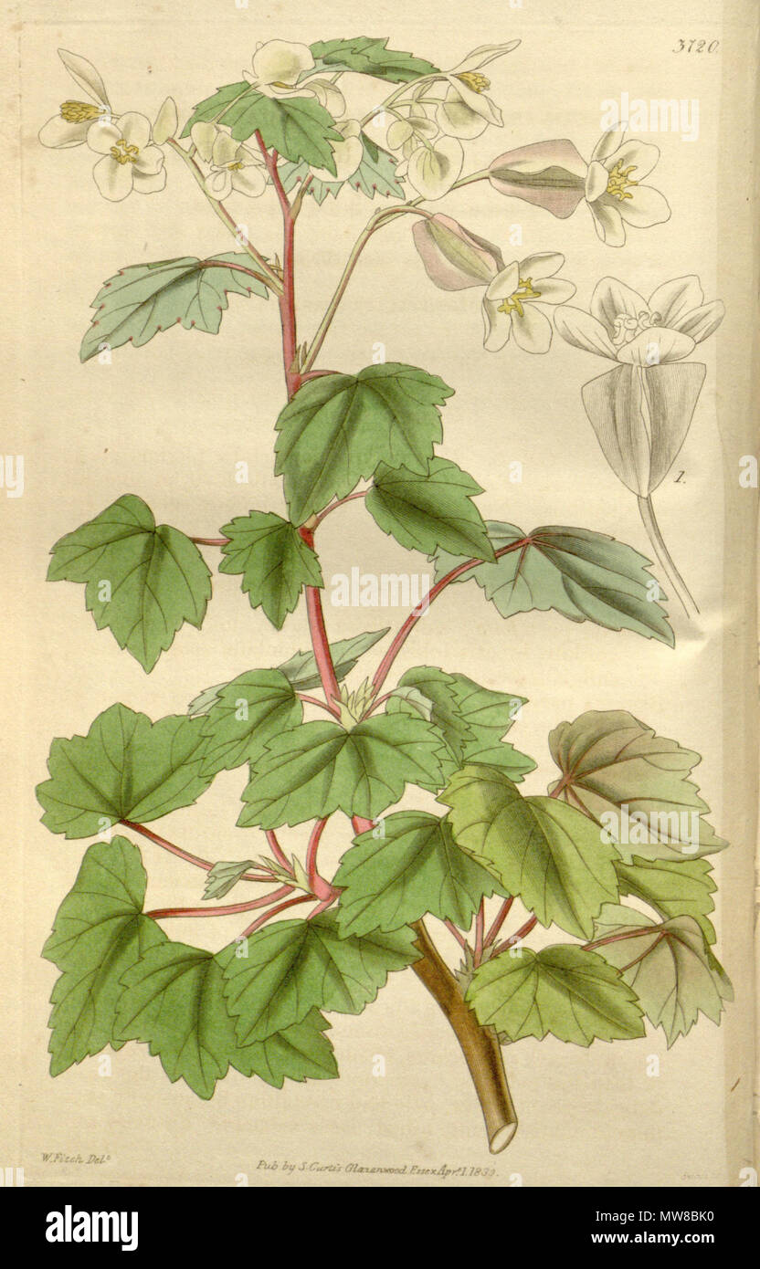 . English: Begonia dregei as Begonia parvifolia Graham, Bot. Mag. 64: t. 3720 (1840) . 13 October 2011. Hooker 78 Begonia dregei (2) Stock Photo