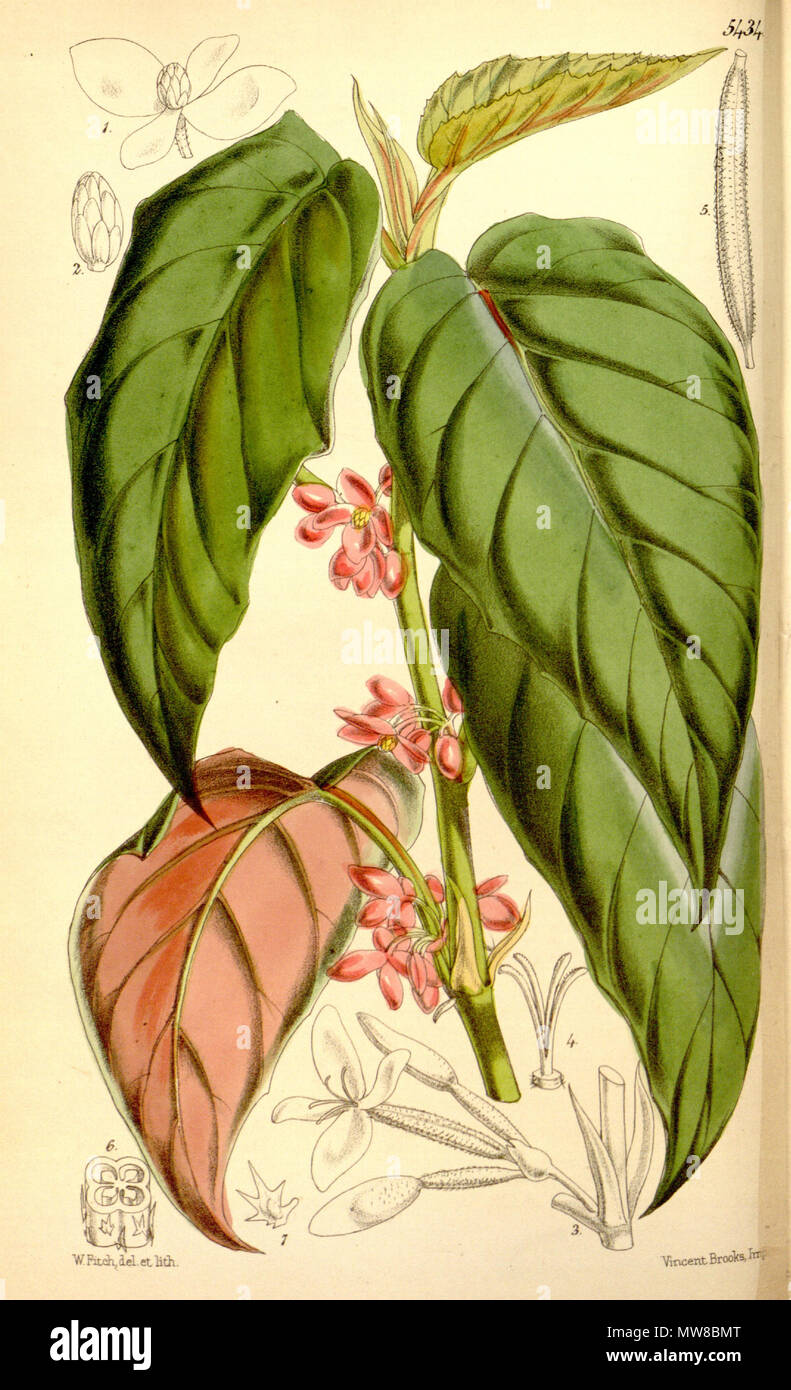 . English Begonia mannii Hook.f. Bot. Mag. 90 t. 5434. 1864 . 14