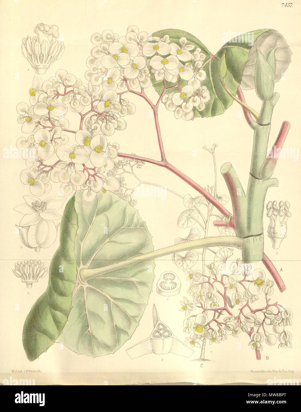 . English: Begonia umbraculifera . 11 October 2011. Joseph Dalton Hooker 78 Begonia umbraculifera Stock Photo