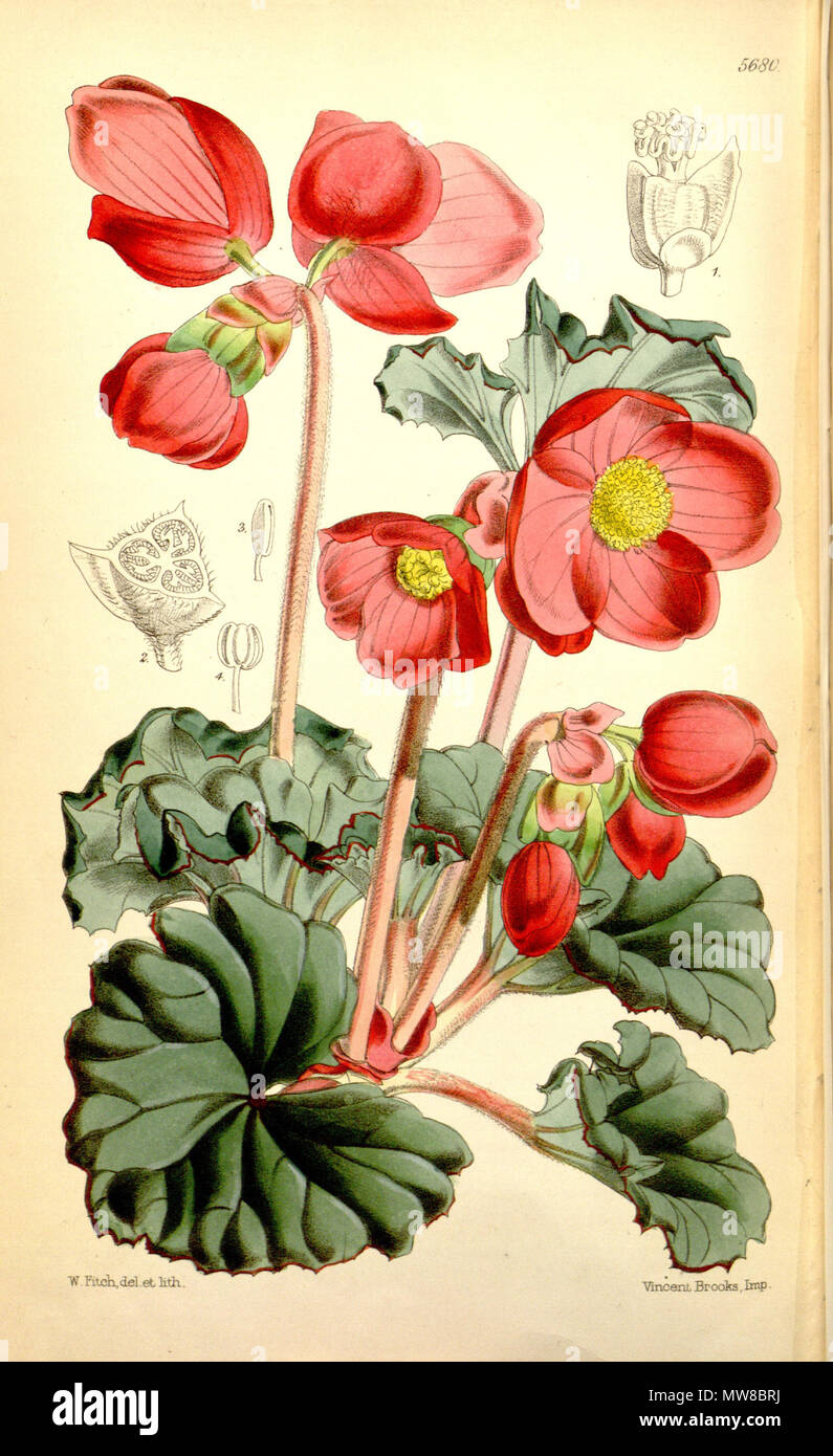. English: Begonia veitchii . 11 October 2011. Joseph Dalton Hooker 78 Begonia veitchii Stock Photo