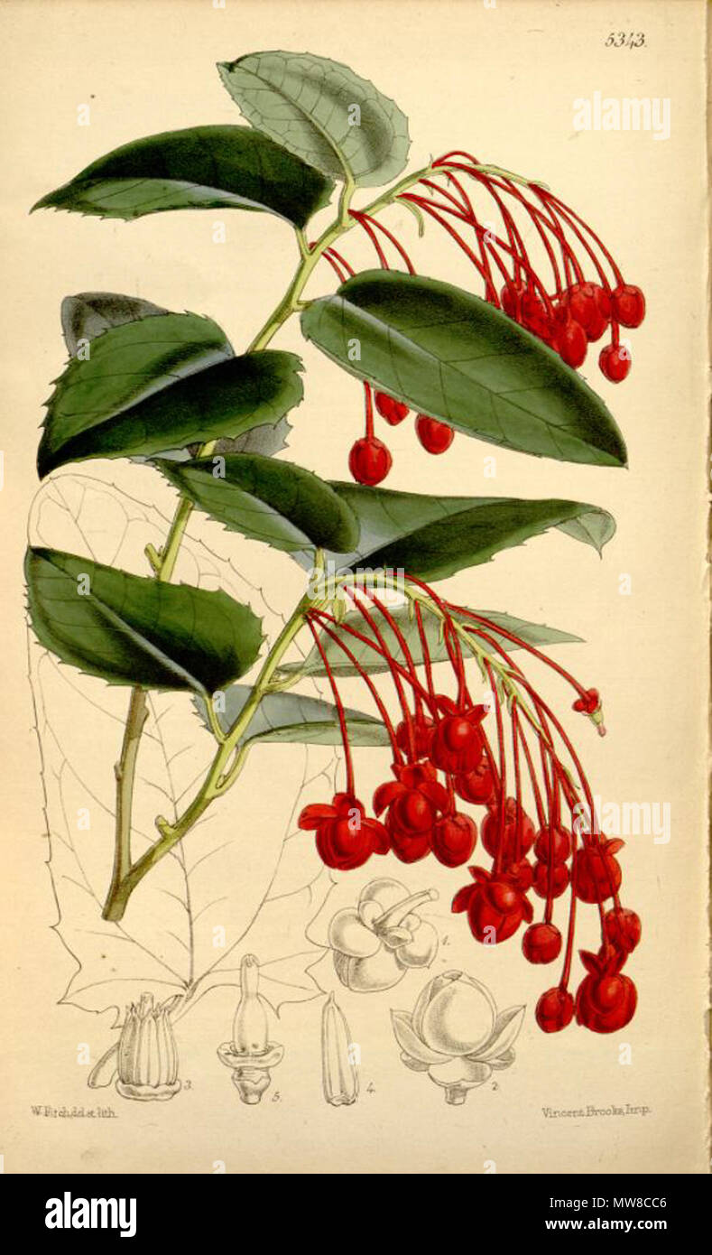 . Illustration of Berberidopsis corallina . 1862. William Jackson Hooker (1785-1865) 80 Berberidopsis corallina Stock Photo