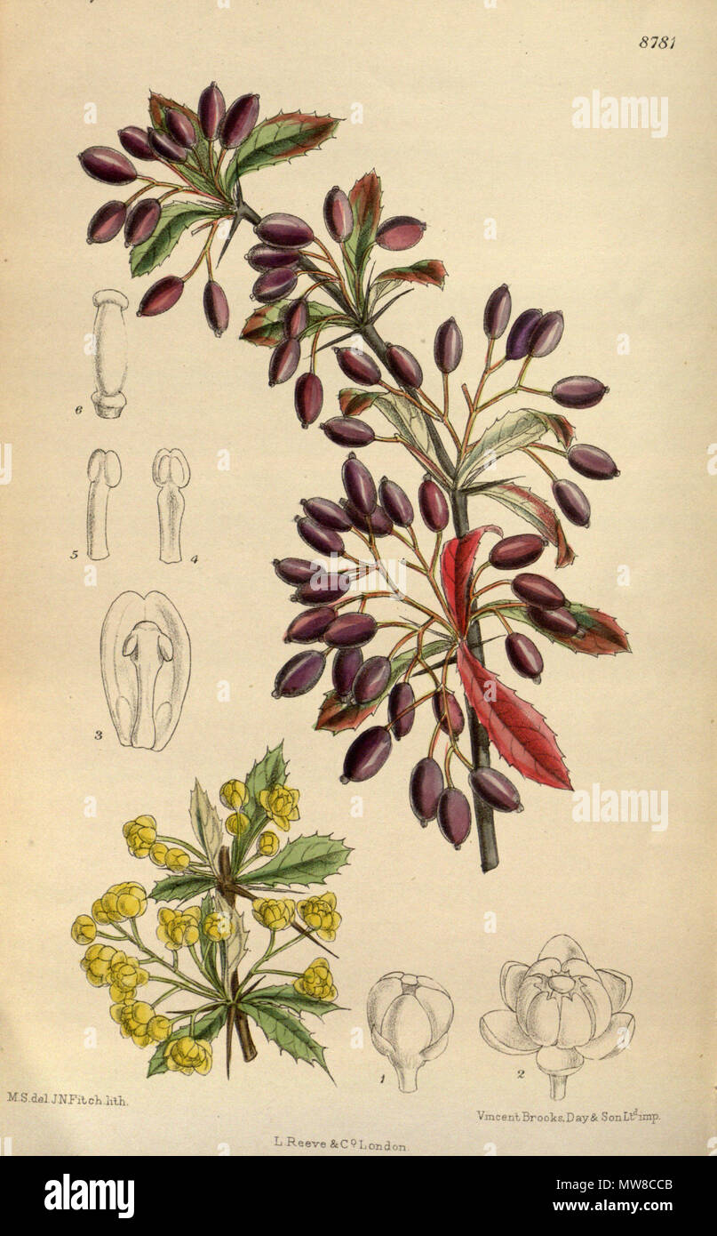. Berberis beaniana, Berberidaceae . 1918. M.S. del., J.N.Fitch lith. 80 Berberis beaniana 144-8781 Stock Photo