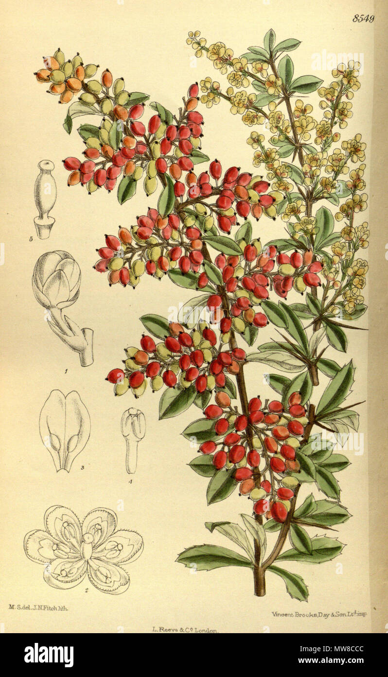 . Berberis prattii, Berberidaceae . 1914. M.S. del., J.N.Fitch lith. 80 Berberis prattii 140-8549 Stock Photo