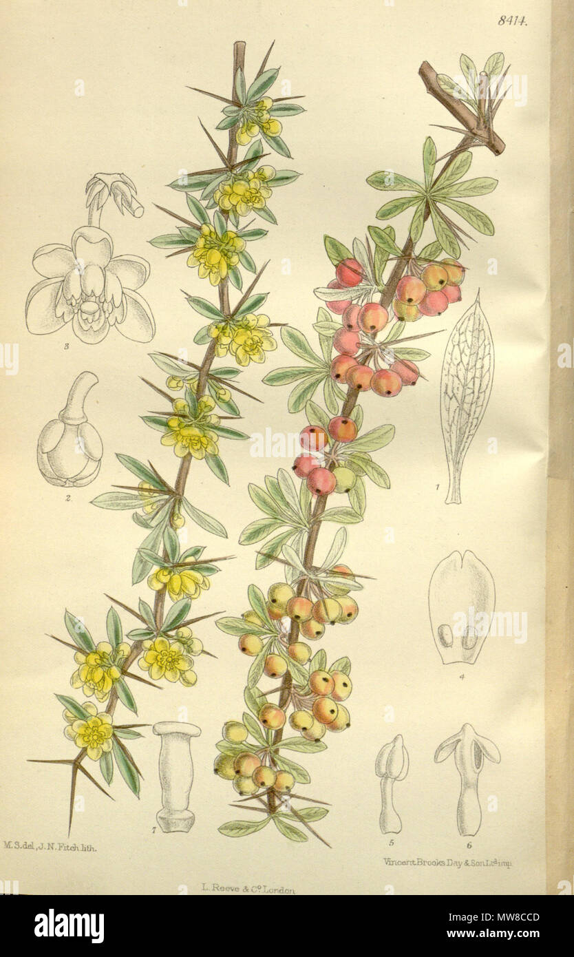 . Berberis wilsoniae, Berberidaceae . 1912. M.S. del, J.N.Fitch, lith. 80 Berberis wilsonae 138-8414 Stock Photo