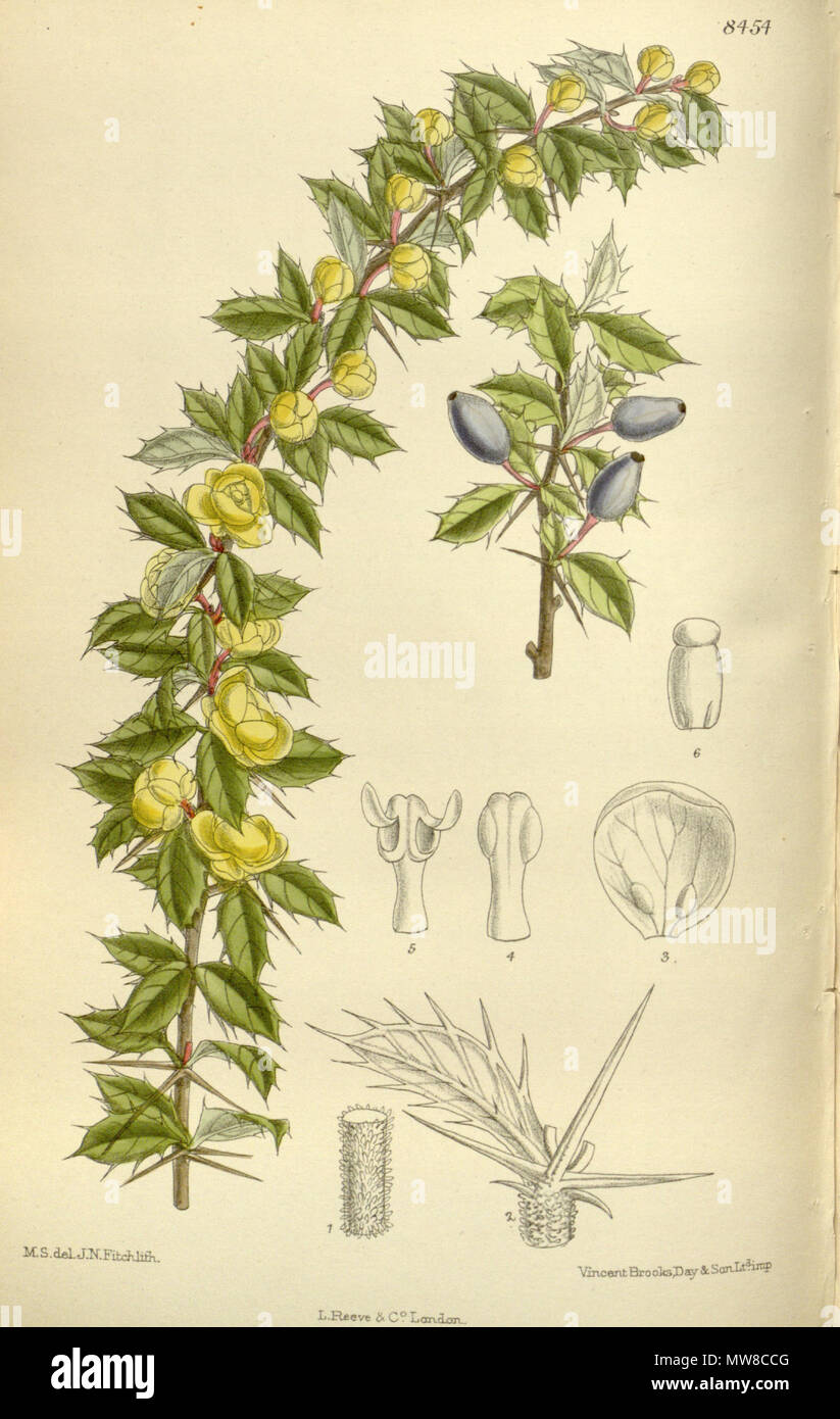 . Berberis verruculosa, Berberidaceae . 1912. M.S. del, J.N.Fitch, lith. 80 Berberis verruculosa 138-8454 Stock Photo