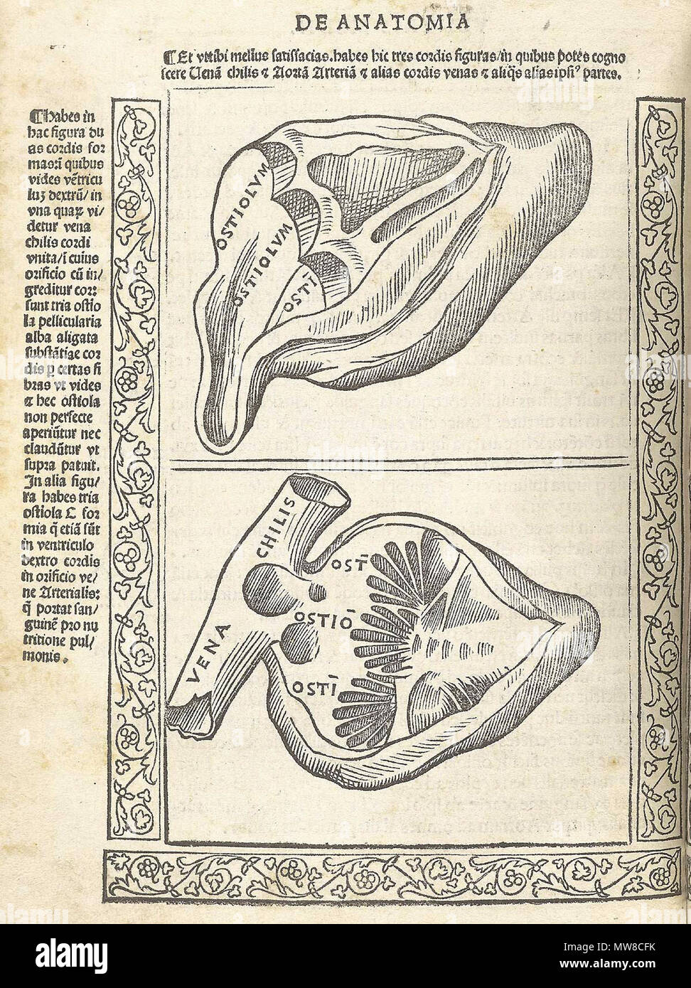 English: Berengario da Carpi, Jacopo. Isagogae breues, perlucidae ac  uberrimae, in anatomiam humani corporis a communi medicorum academia  usitatam. (Bologna: Beneditcus Hector, 1523). Jacopo Berengario da Carpi,  also known as Jacobus