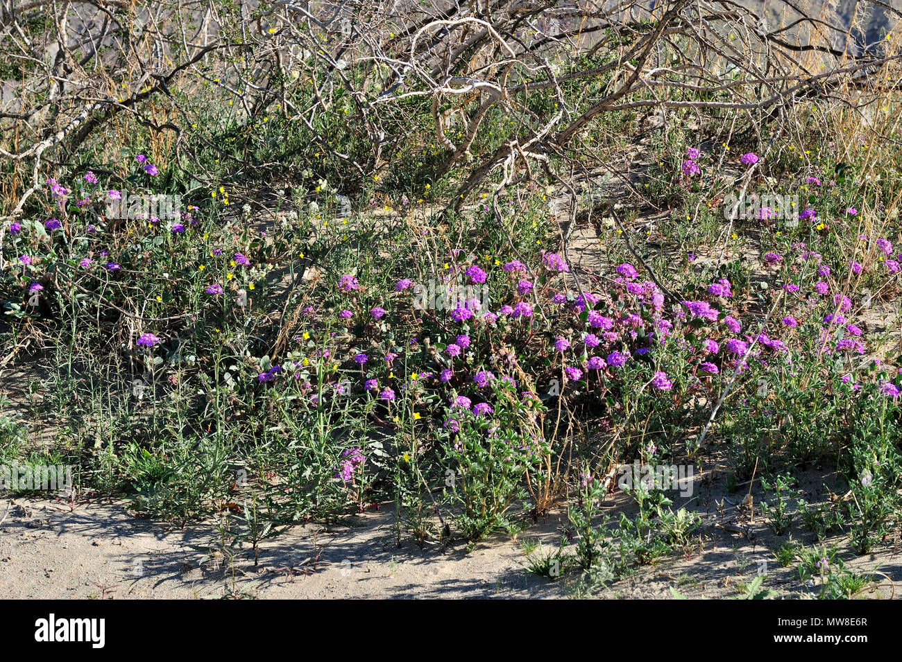Sand Verbena, Abronia villosa, Evening Primrose, Camissonia californica,  Coyote Creek, Anza-Borrego Desert State Park, CA  090301 33930 Stock Photo
