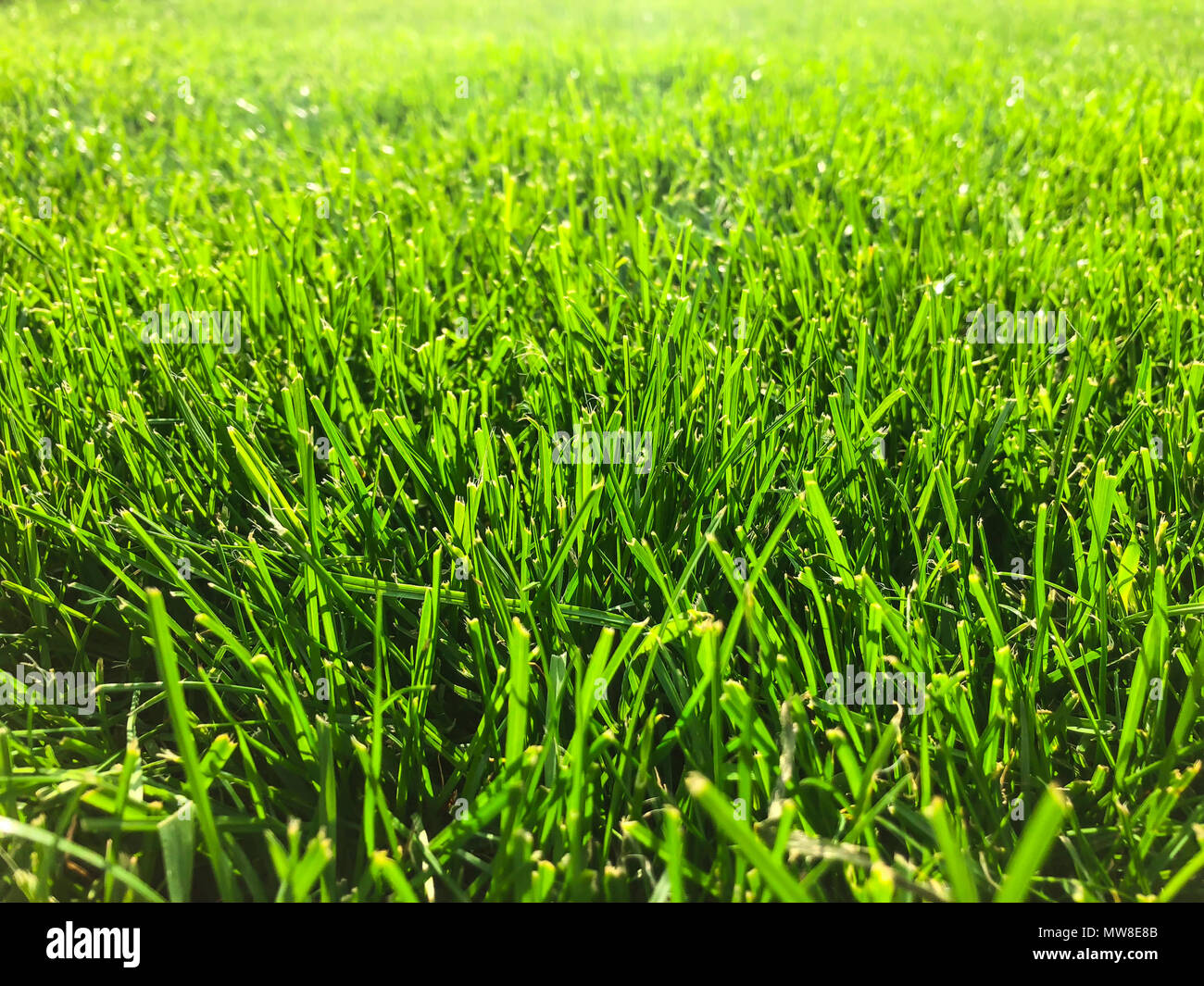 Green grass lawn closeup. Studio Photo Stock Photo - Alamy