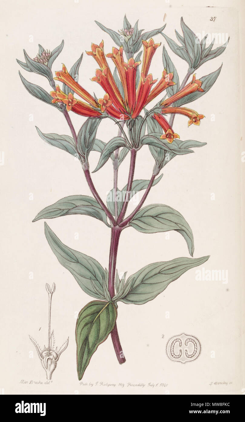 . Bouvardia ternifolia . 1840. Lindley 95 Bouvardia ternifolia Edwards's Bot. Reg. 26. 37. 1840 Stock Photo