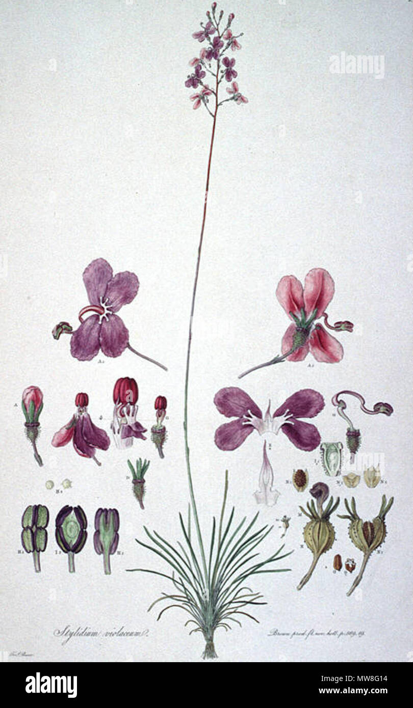 . This is a scan of Plate 5 from Ferdinand Bauer's Illustrationes Florae Novae Hollandiae. The plant featured is Stylidium violaceum. early 19th century. Ferdinand Bauer (1760–1826) 579 Stylidiumviolaceum print Stock Photo