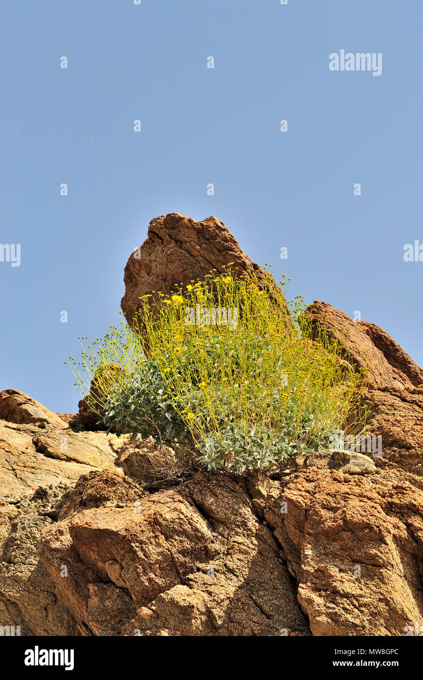 Red metamorphic granite, Brittlebush, Incienso, Goldenhills, Encelia Farinosa, Glorietta Canyon