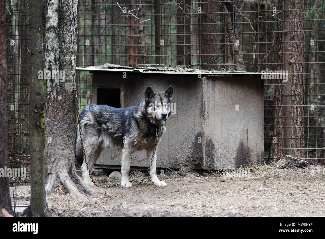 Total 99+ images lobo alaskan malamute - Viaterra.mx