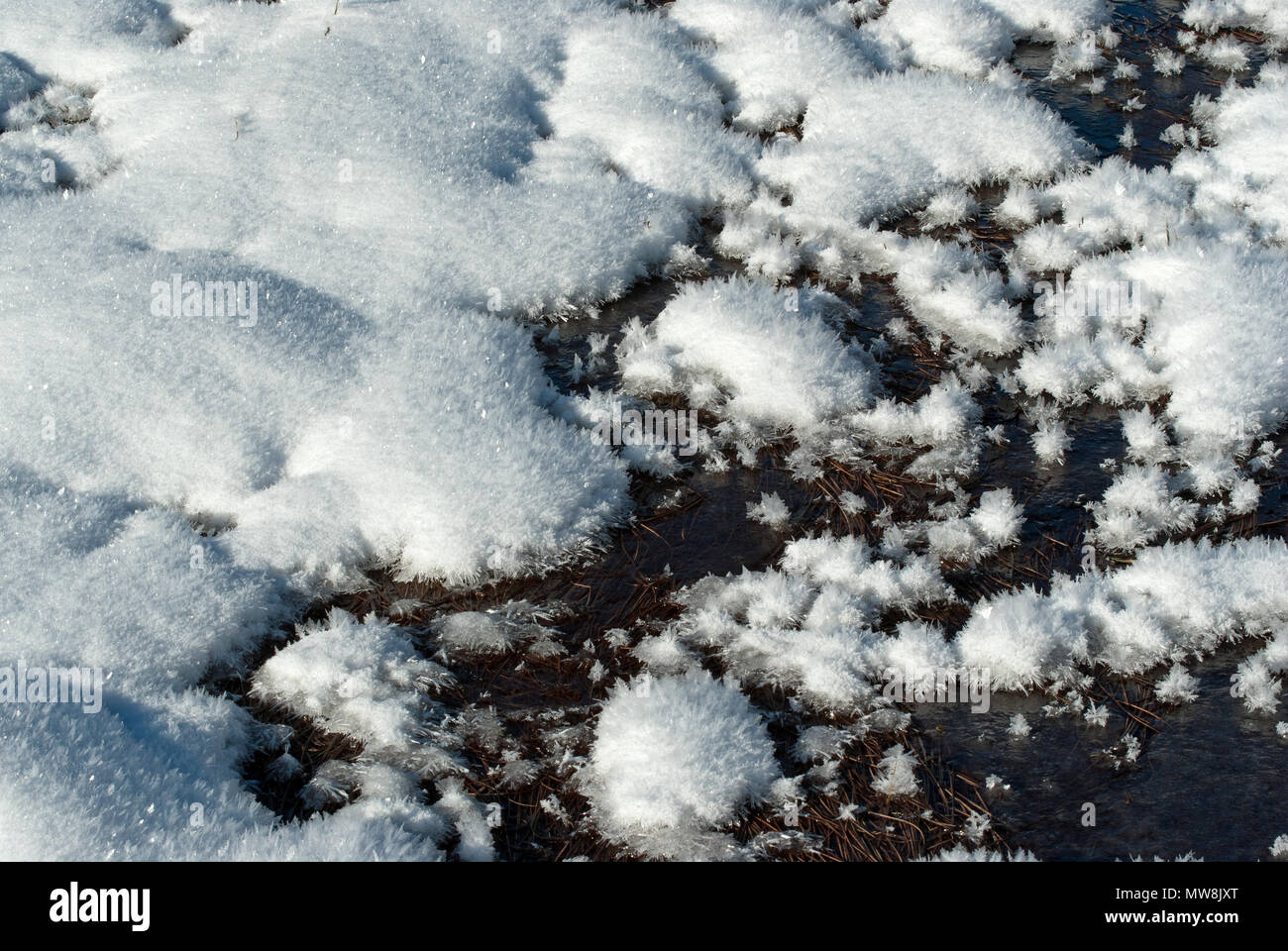 Ice crystals in the marshy area of Pian di Gembro Nature Reserve, Lombardy, Italy Stock Photo