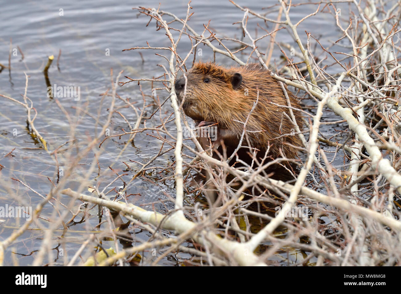 Castor canadenis hires stock photography and images Alamy