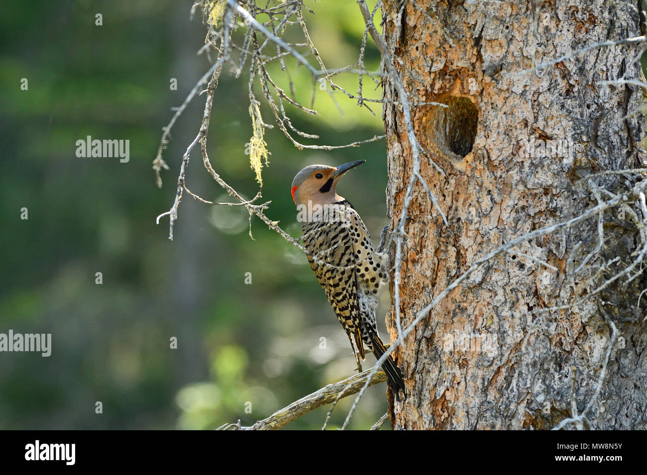 A northern flicker bird (Colaptes auratus), checking out the hole in a dead tree to use as a nesting site near Hinton Alberta Canada. Stock Photo
