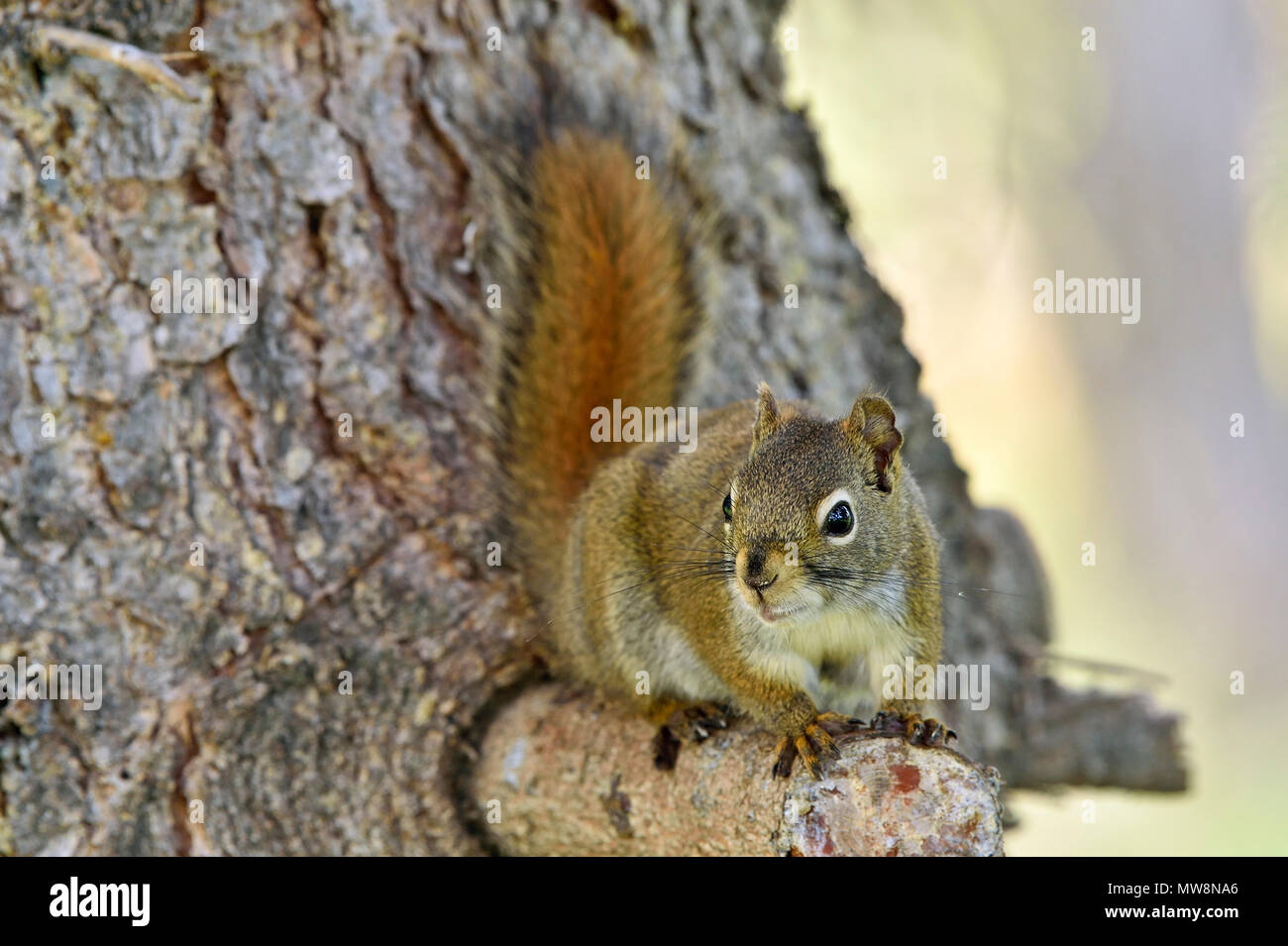 A wild red squirrel "Tamiasciurus hudsonicus"; perched on branch of a spruce tree in rural Alberta Canada Stock Photo