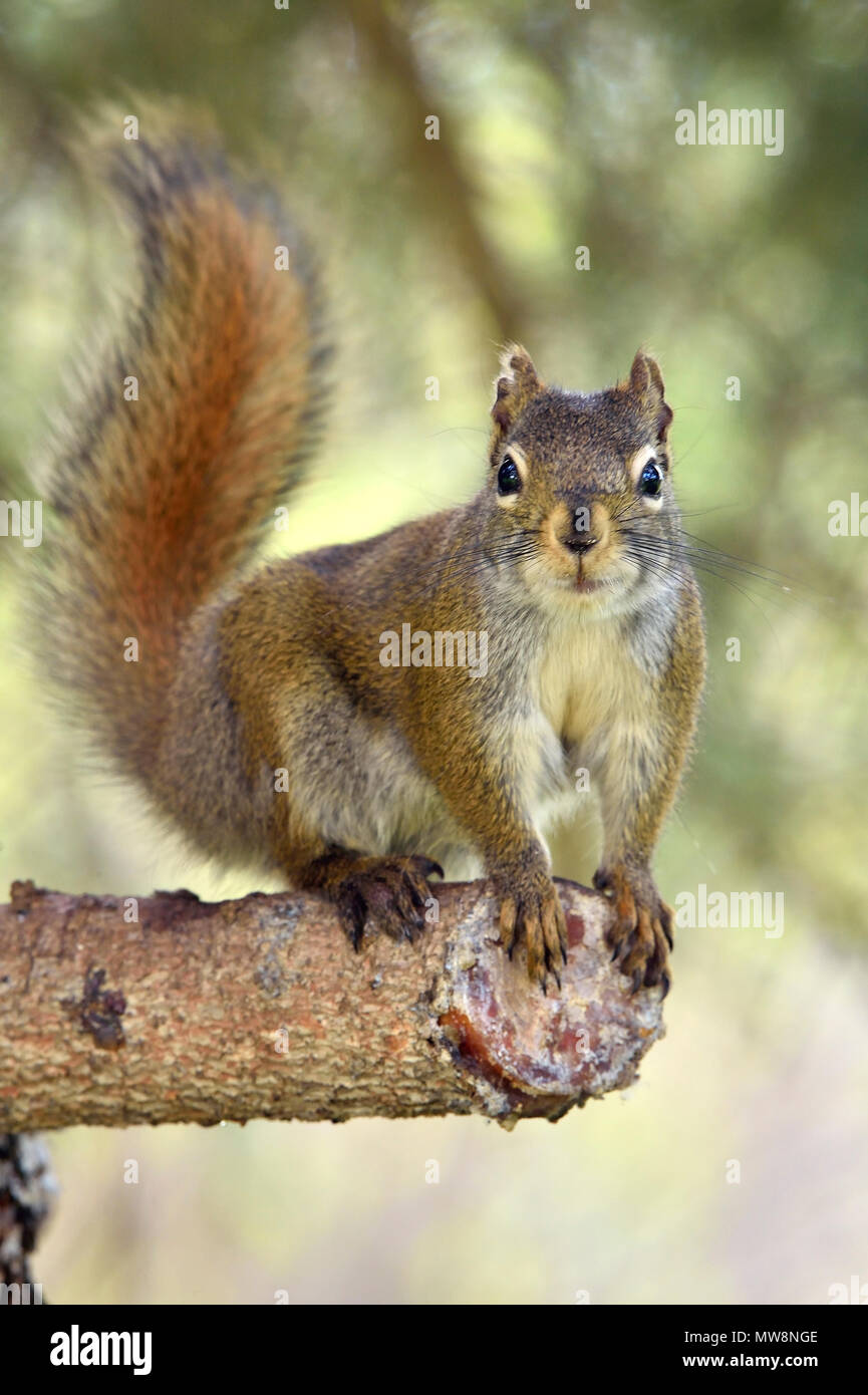 A wild red squirrel 'Tamiasciurus hudsonicus'; sitting upright on branch of a spruce tree in rural Alberta Canada Stock Photo
