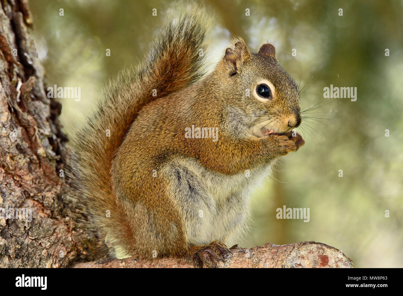 A wild red squirrel "Tamiasciurus hudsonicus"; sitting on branch of a spruce tree using his front paws to hold something that he is eating in rural A Stock Photo