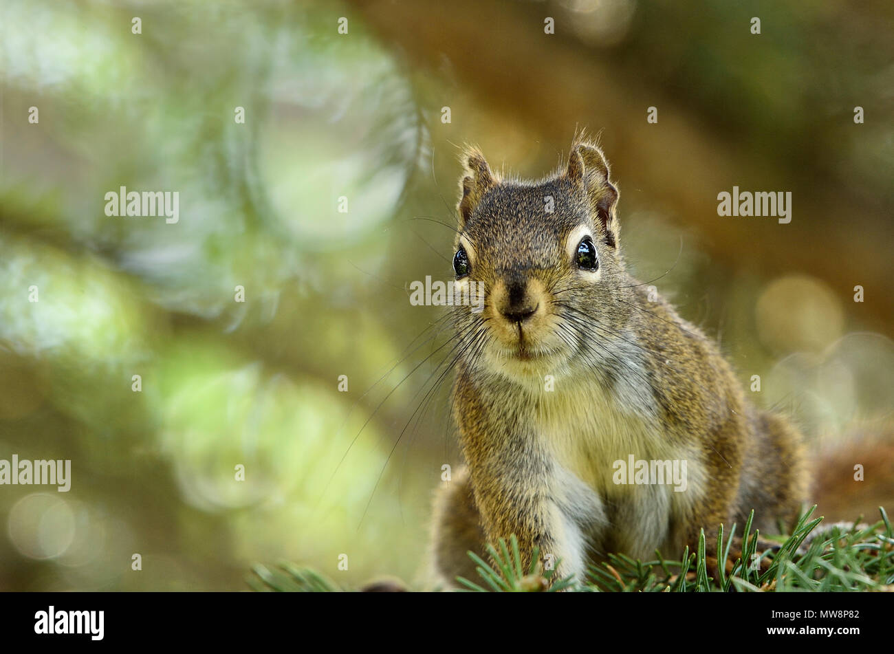 Aggressive squirrels hires stock photography and images Alamy