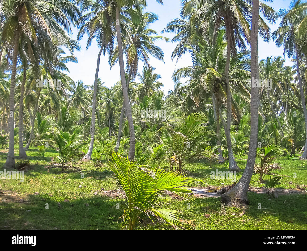 Forest of palm trees coconut in Samana Peninsula that surrounds the