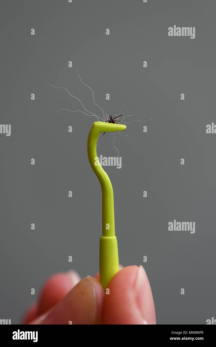 A green plastic tick remover complete with a tick removed from a dog