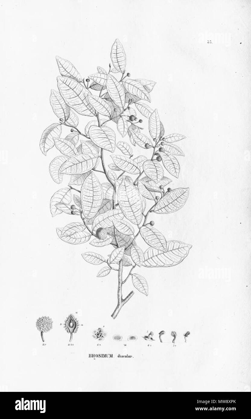 . Illustration of Brosimum guianense (Orig. Brosimum discolor) . between 1852 and 1863. Carl Friedrich Philipp von Martius (1794-1868) 102 Brosimum guianense Stock Photo