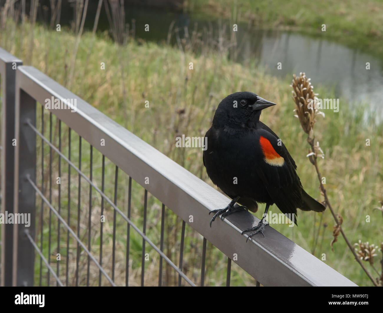 male redwing blackbird sitting on contemporary steel fence with grasses and lagoon in background Stock Photo
