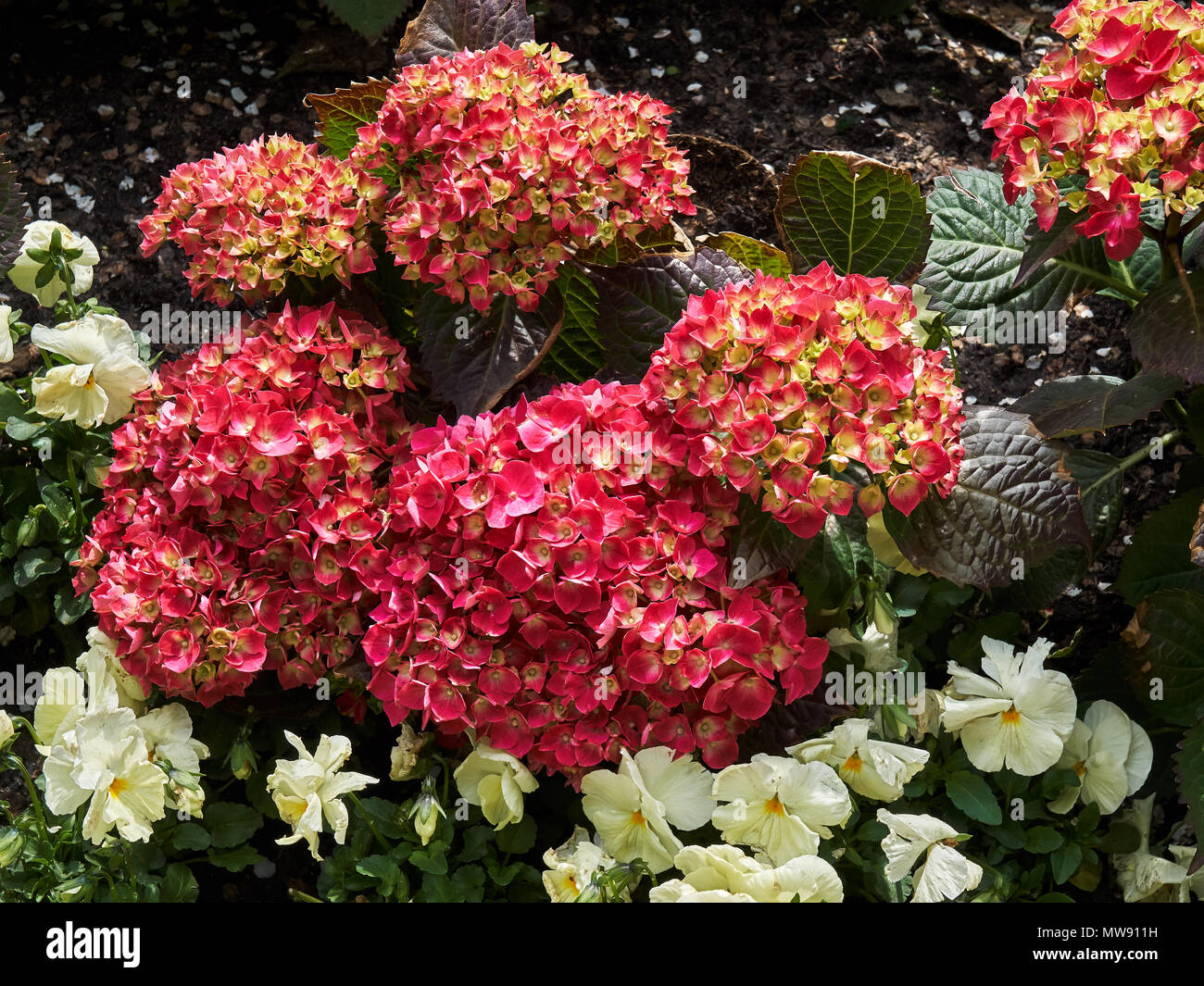 beautiful deep rose pink hydrangea blossoms with yellow centers Stock Photo